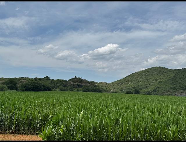 56HA FARM FOR SALE IN WEENEN